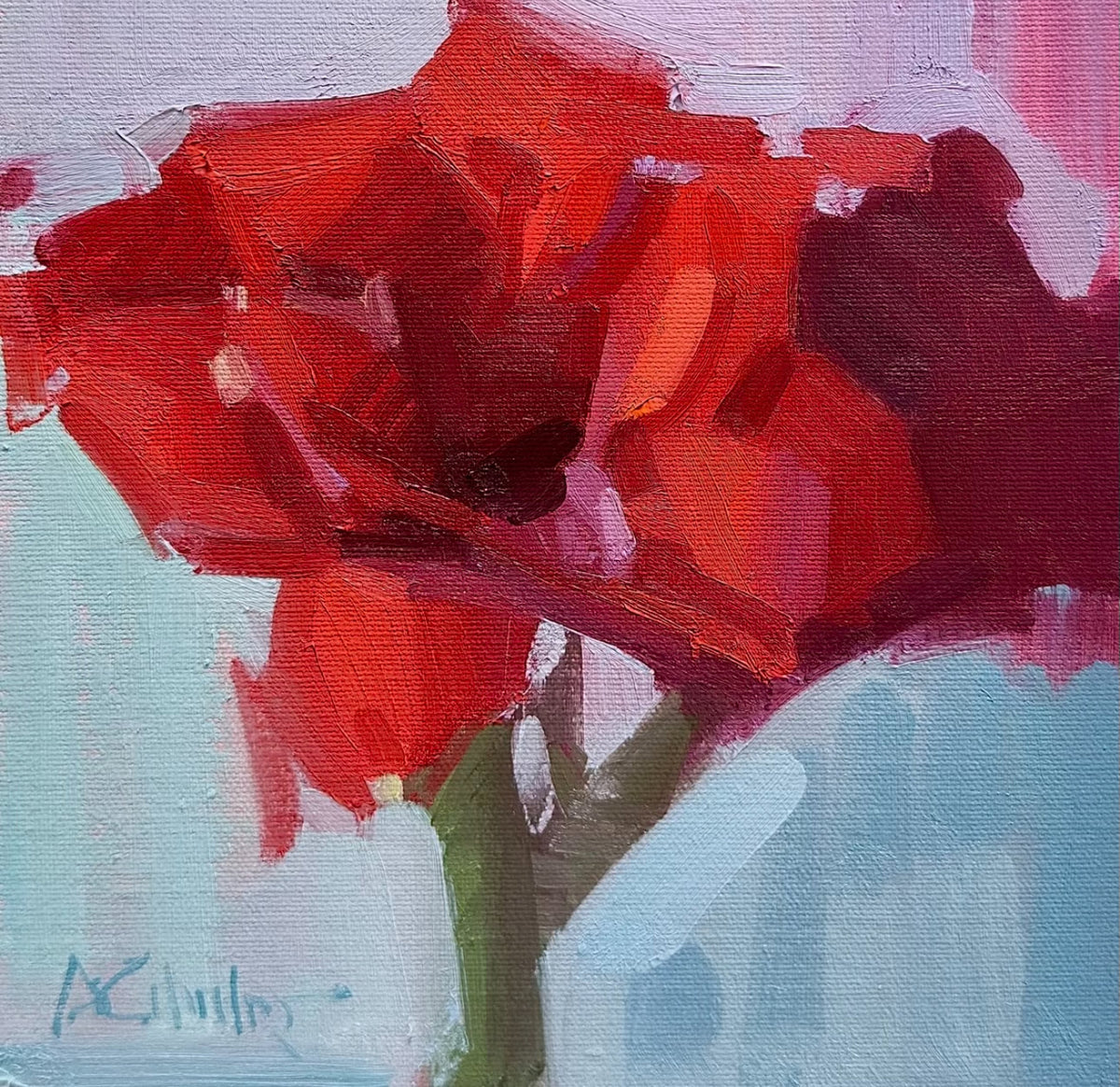 Red Amaryllis